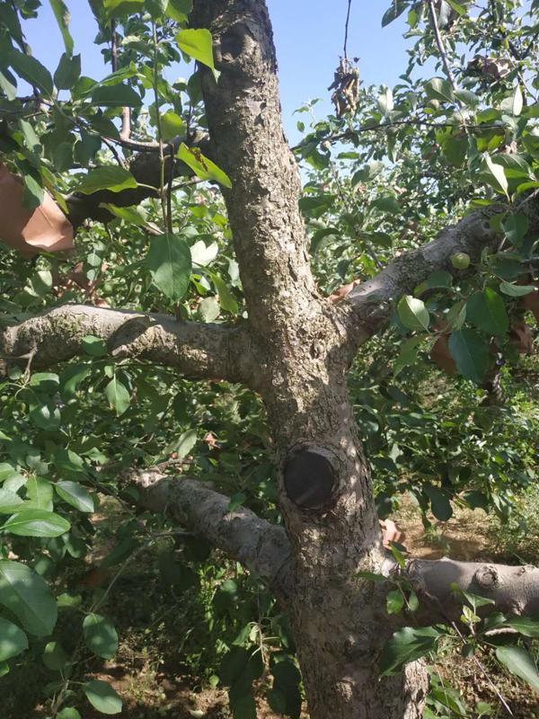苹果树环切的正确方法,苹果树环切教学