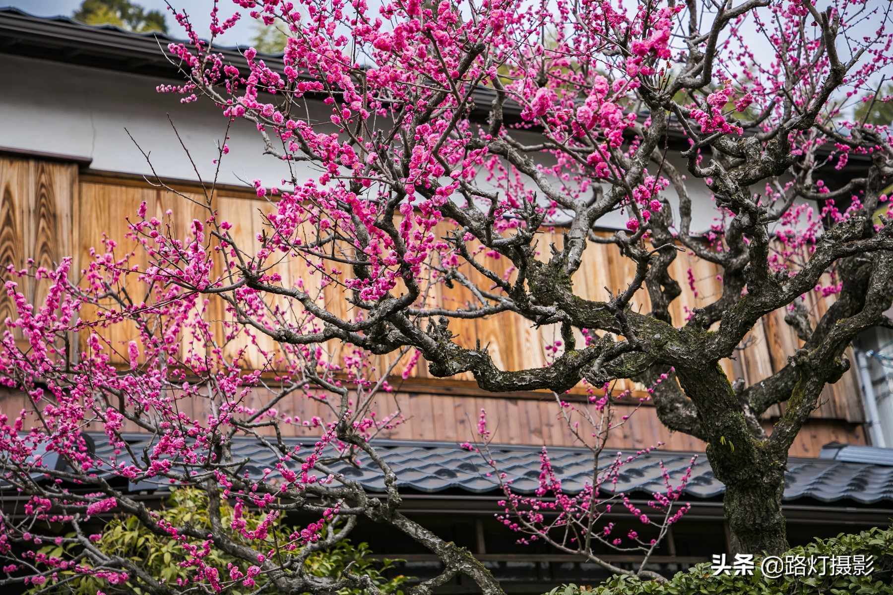 大津，不能错过的日本小众赏樱地，距离京都仅10分钟车程