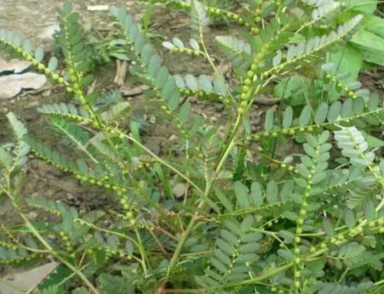 十种动植物名称及特征,动植物植物知识科普大全