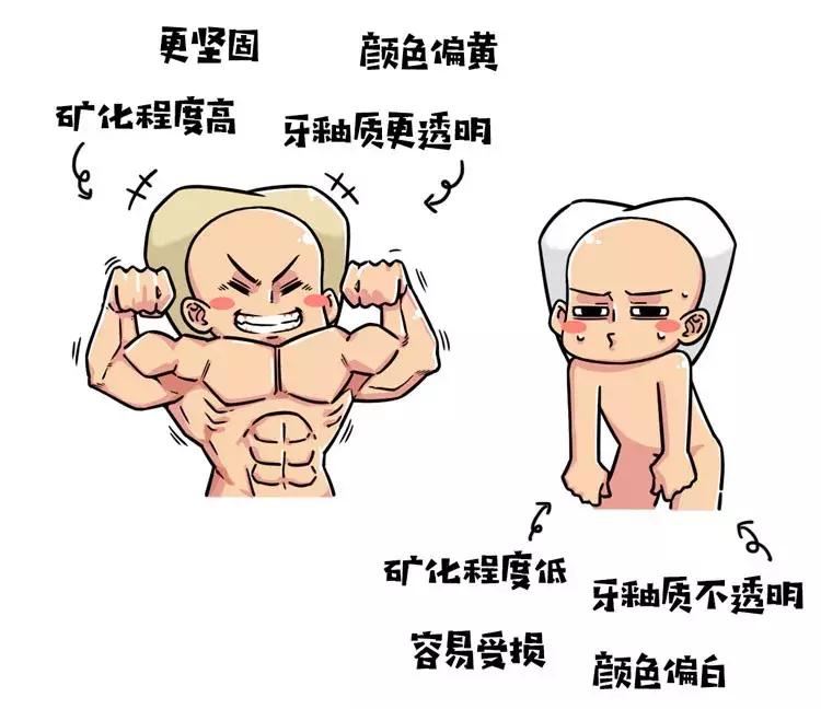 人体牙齿在哪个年龄段最坚硬,人体最坚硬的部位是骨骼还是牙齿