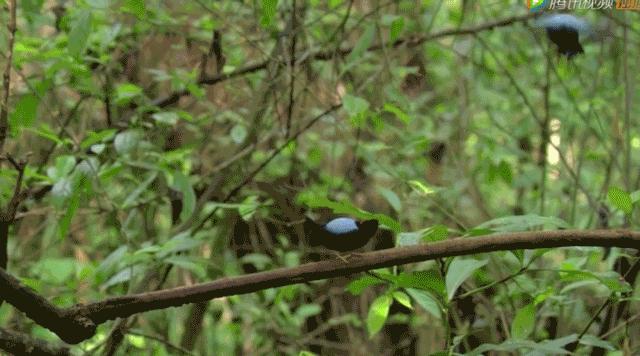 你这个坏怂，尽显渣之本色