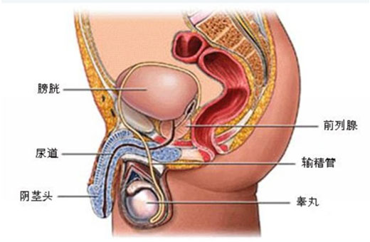 尿频尿急有豆腐渣怎么办,骶管囊肿尿急尿频