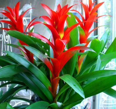 春节寓意最好的花,春节必买的5种花