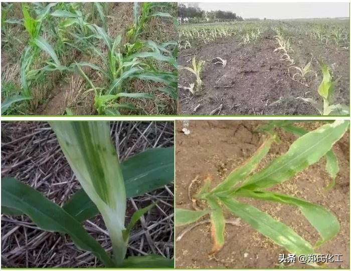 玉米出现药害怎么补救,玉米出现药害怎么解除