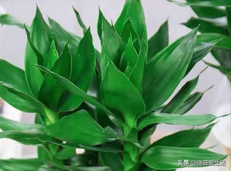 招财转运富贵竹怎么养时间长,家中养5种竹富贵不俗护家祥瑞