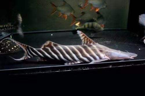 观赏鱼常见的8种疾病,观赏鱼常见病及解决办法