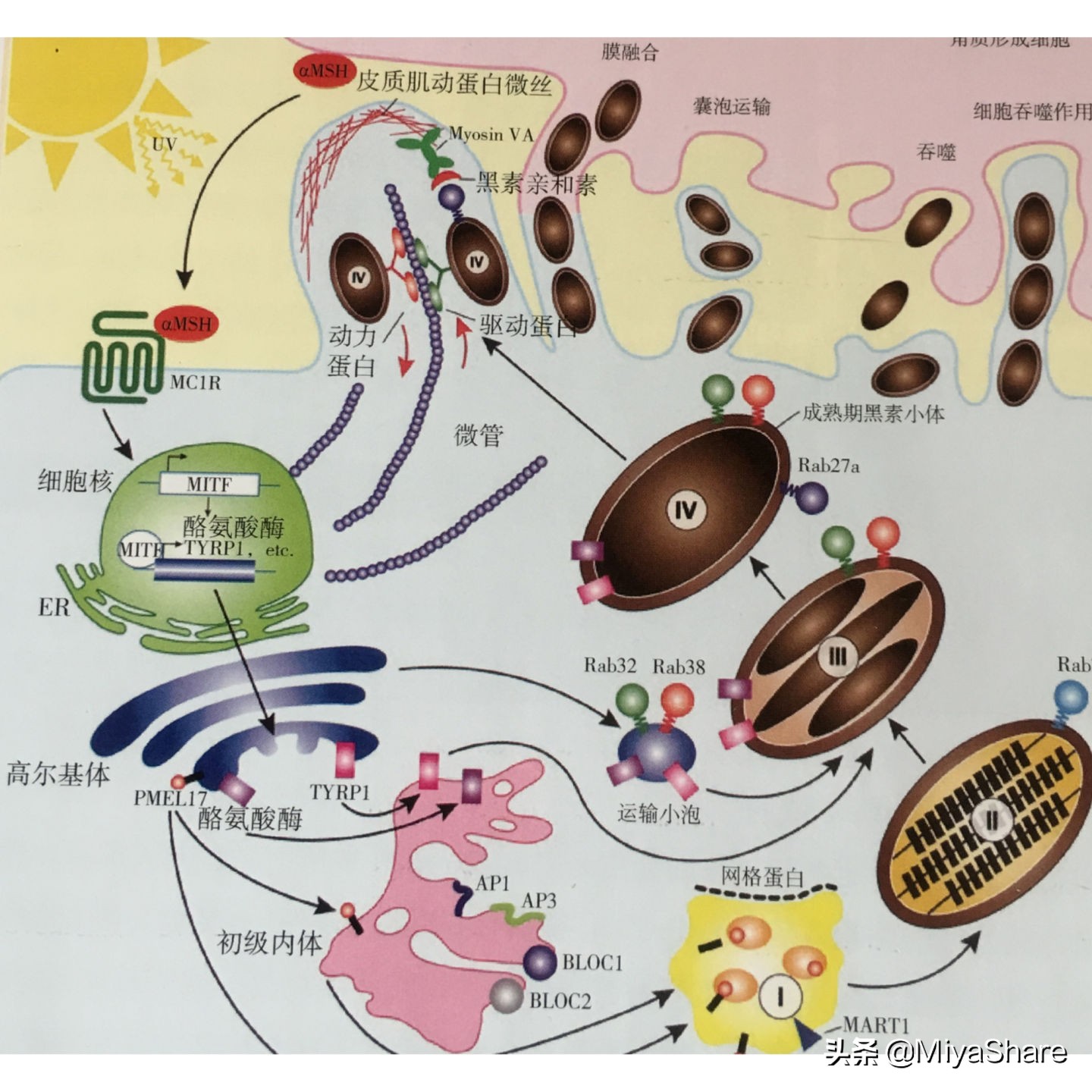 2019美白精华测评,推荐美白精华好用平价