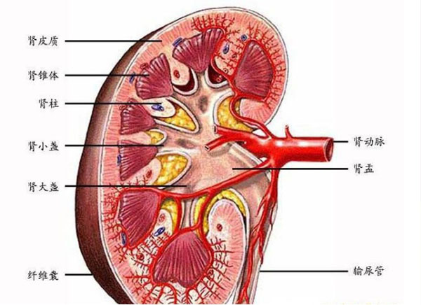 肾衰老偏方降肌酐,慢性肾衰肌酐500中药良方