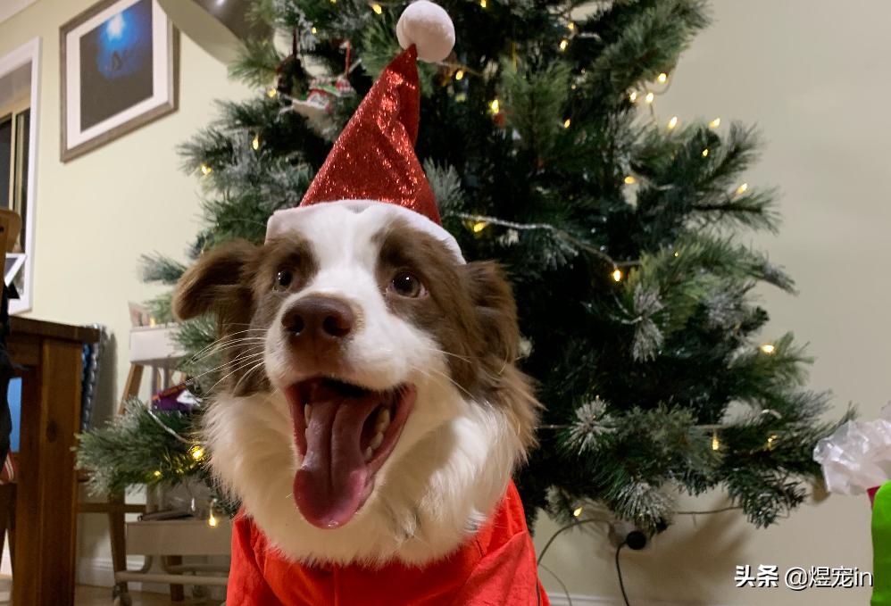 边牧狗狗流眼泪,边牧狗狗有点流鼻涕可以打疫苗吗