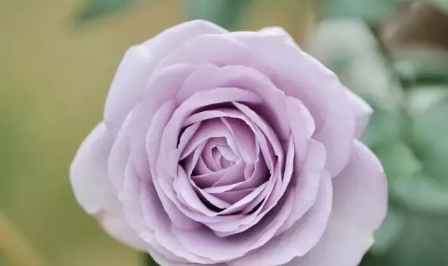 一万年一次的2020520;一起认识100种玫瑰~别送错啊