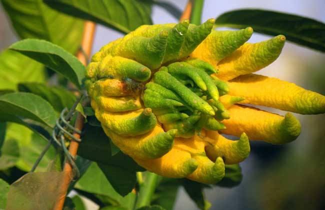 金佛手盆栽如何修剪,千指佛手和金佛手哪个品种好