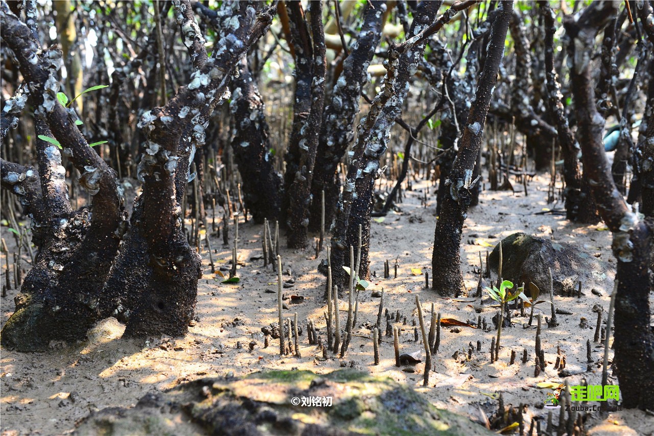 名气不及北海，这座南方边陲小城现在却比三亚更受北方人青睐！