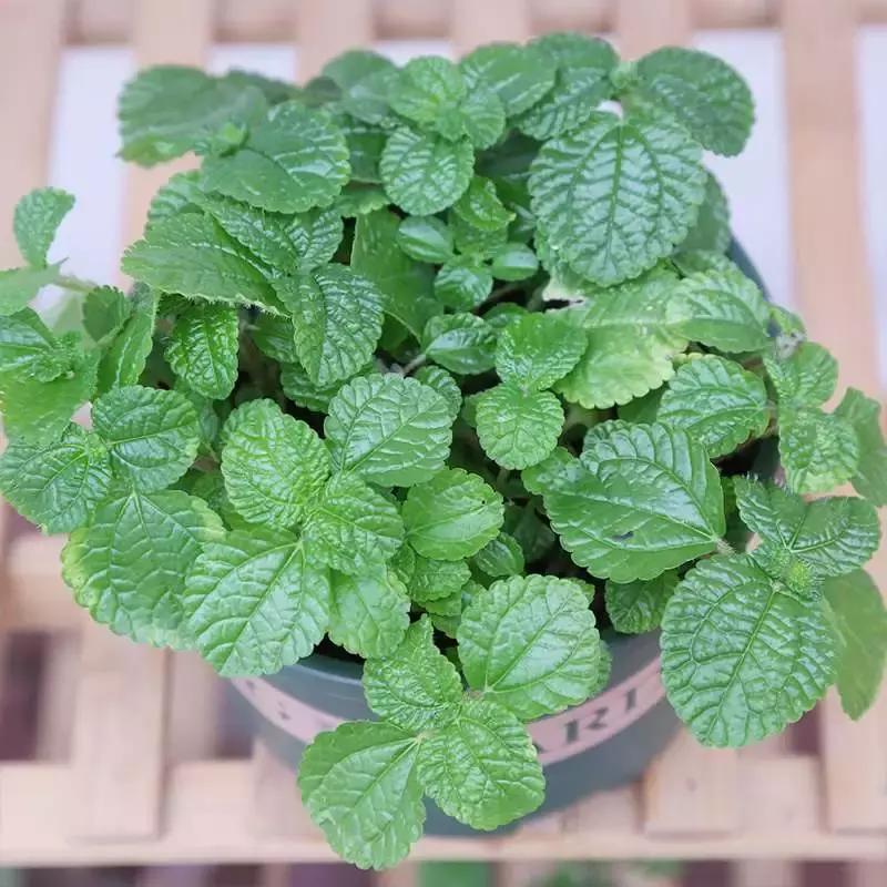 吸毒草有毒吗,吸毒草真的吸毒吗