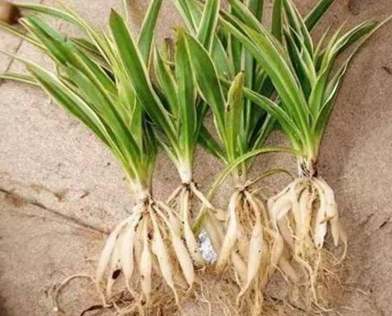 吊兰烂根怎么回事怎么处理,吊兰总是烂叶烂根是啥原因