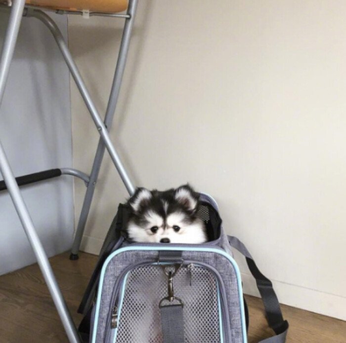 戈赞狗粮,戈赞养边牧