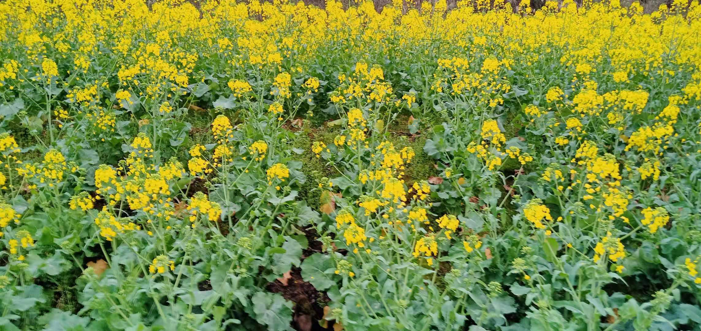 秀山清溪龙凤油菜花海,秀山清溪龙凤花海视频