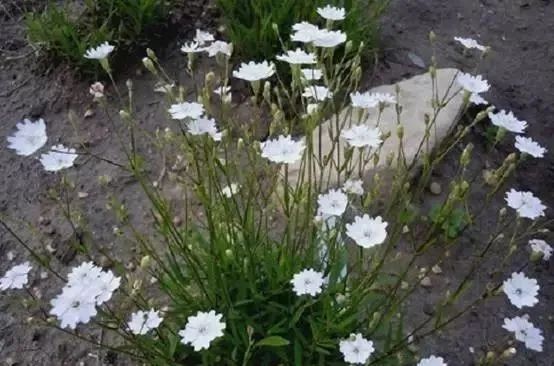 岩石花园景区,岩石园常用花卉