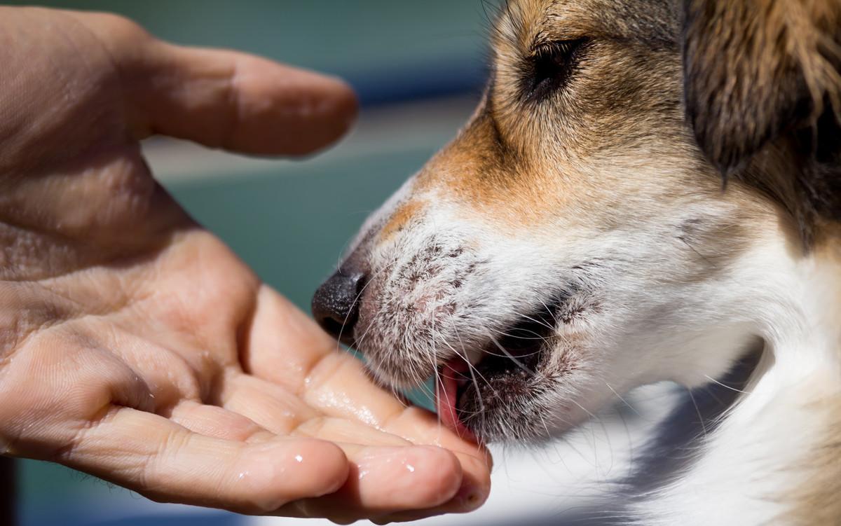 为什么狗狗喜欢舔主人的手,狗狗喜欢舔地板是什么原因
