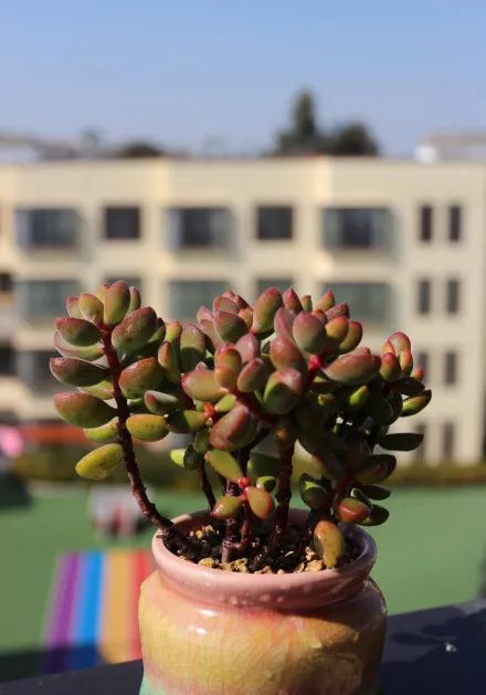 又萌又美丽好养的多肉,哪些多肉是小可爱种的