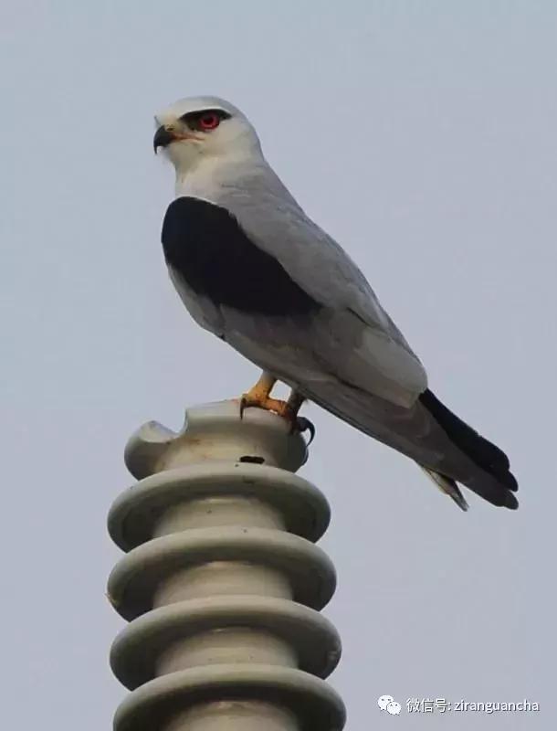 睁大眼睛，别以为它们都是一种鸢