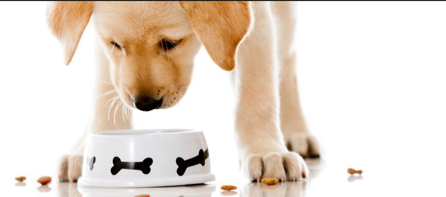 星期狗养狗,买狗攻略如何避免买到星期狗