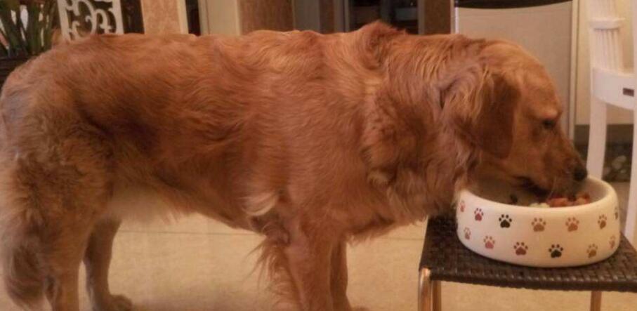 狗妈妈生崽后不带怎么办,狗妈妈生不出来宝宝该怎么办