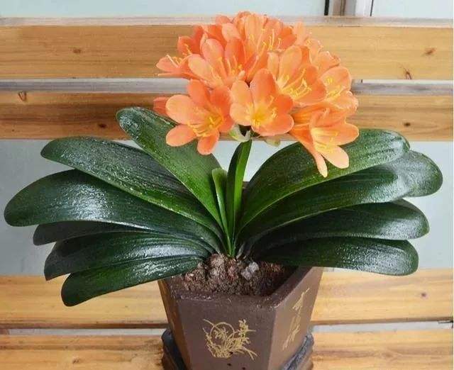 养好花六大关键十年养花经验总结,各种花卉养花技巧知识大全合集