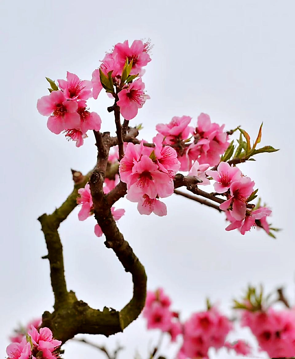 桃树怎样以水控旺,桃树如何灌溉最省劲
