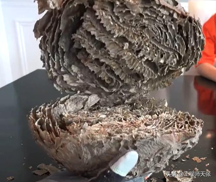 广西发现巨型马蜂,楼顶惊现巨型马蜂窝直径达半米