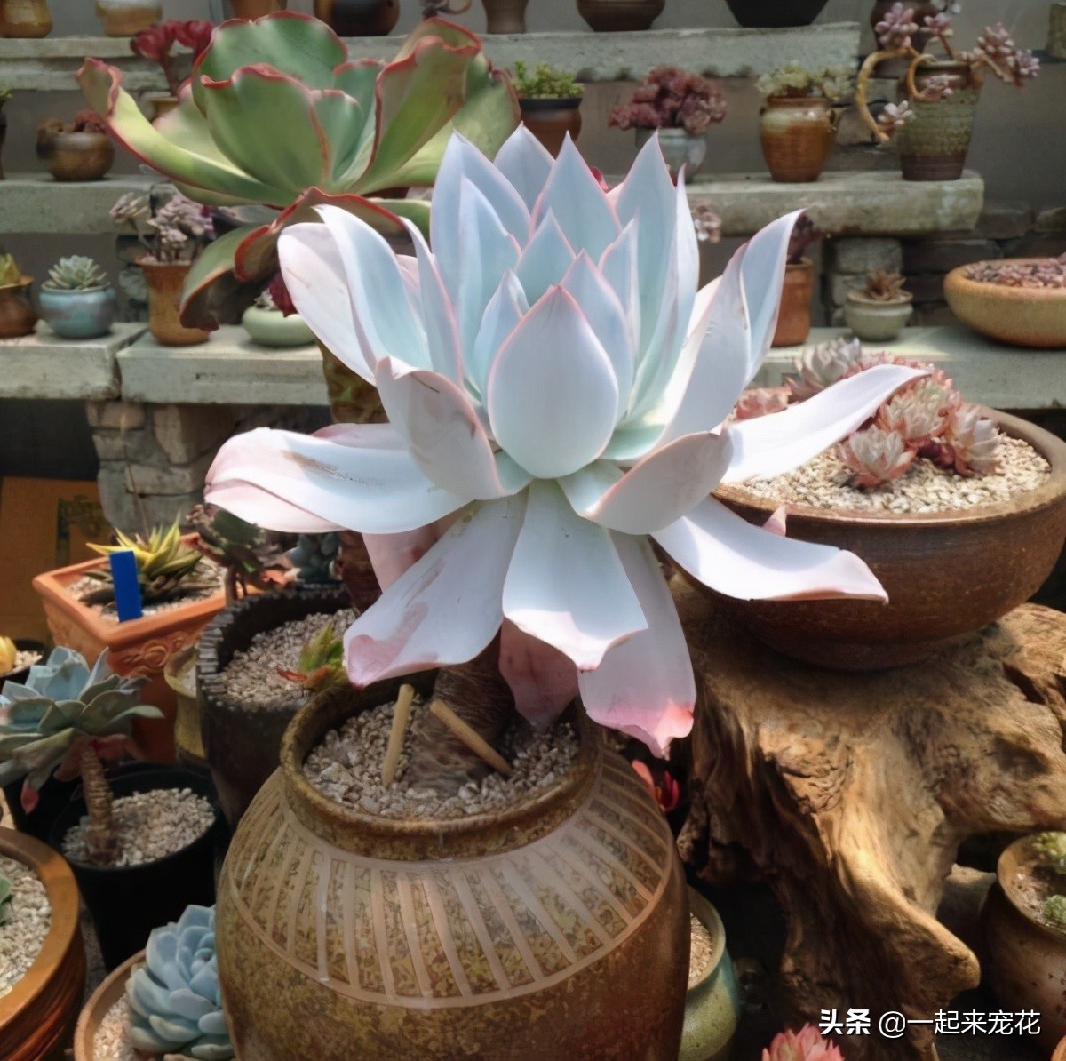 夏天刚收到的广寒宫怎么养,广寒宫夏季好养吗