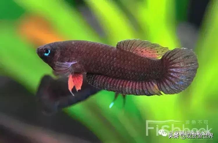 寻找黑暗世界的女神──帕斯风斗鱼