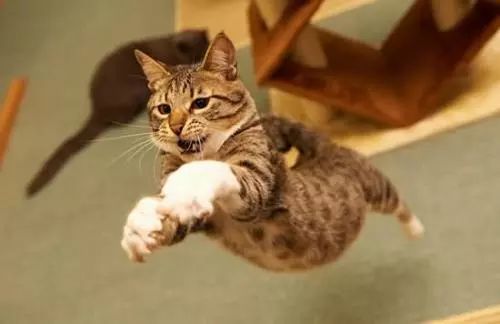 猫咪受伤后的一些简单处理方法,猫咪受伤怎么处理