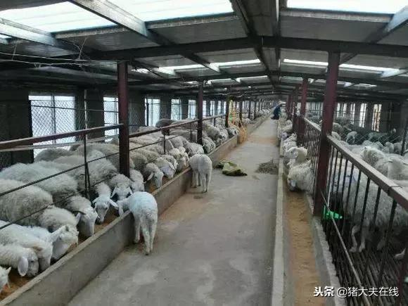 一条龙羊场,最大羊场