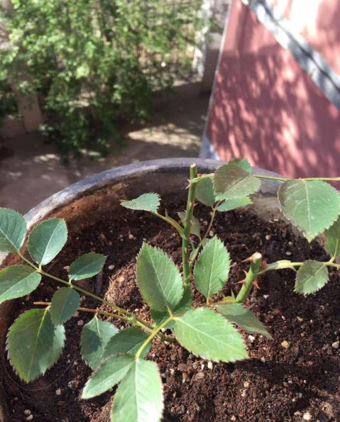 想让月季长高,如何使棒棒糖月季的冠幅变大