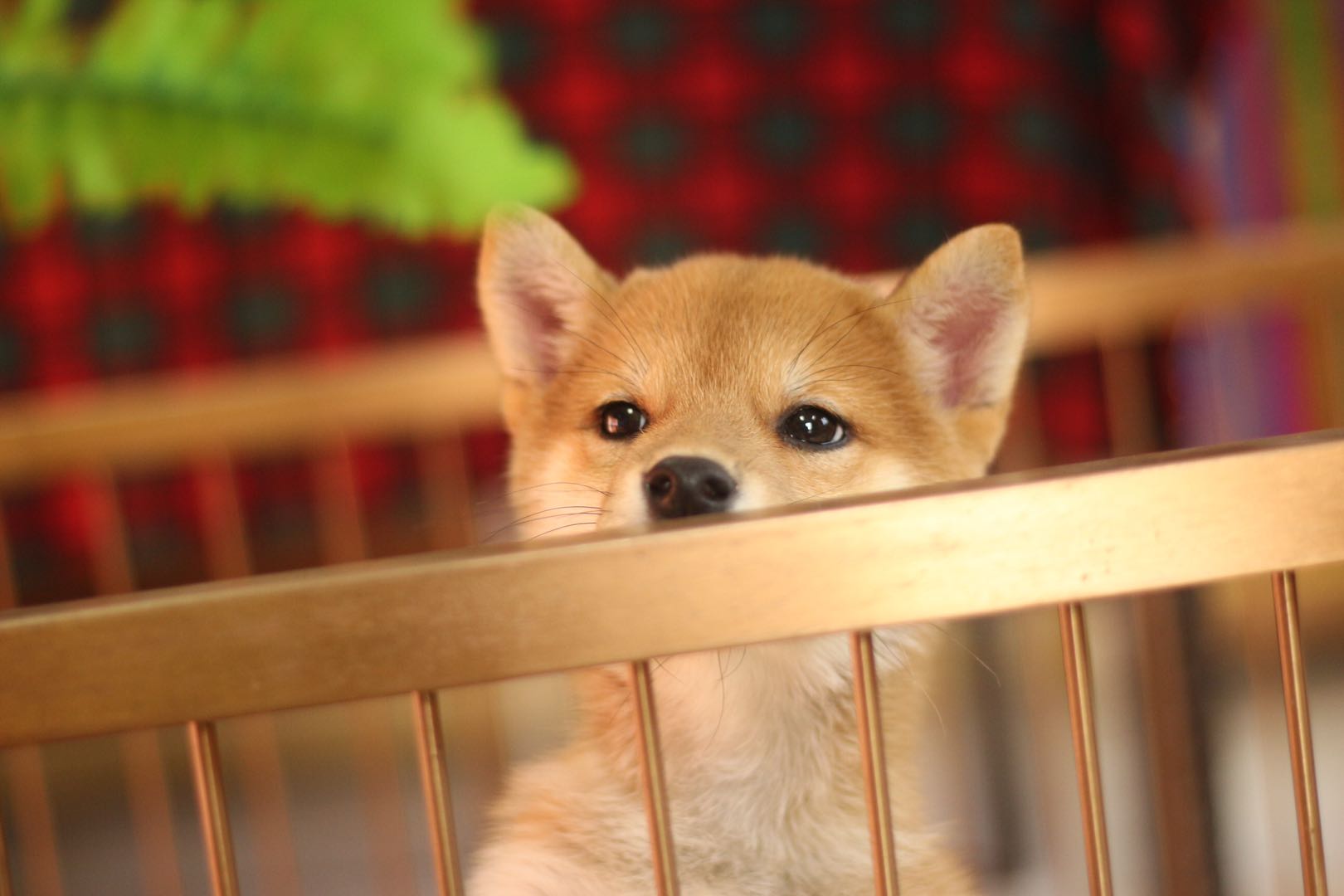 纯种柴犬怎么鉴别纯不纯,柴犬纯种和不纯的区别