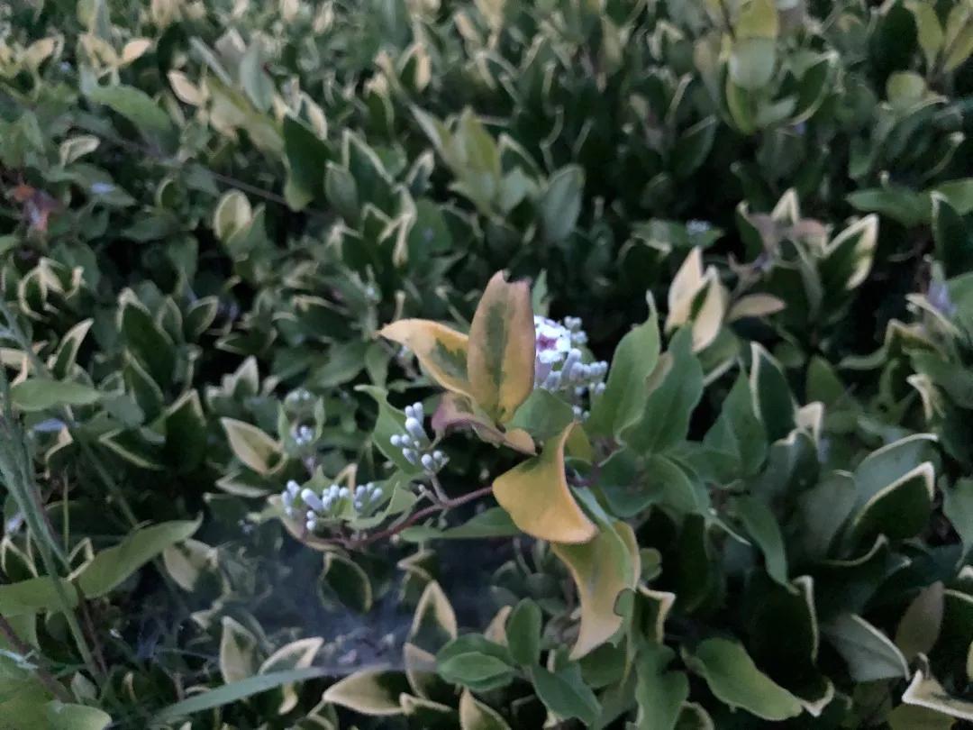 小米10至尊纪念版使用一年感受,小米10至尊纪念版深度评测