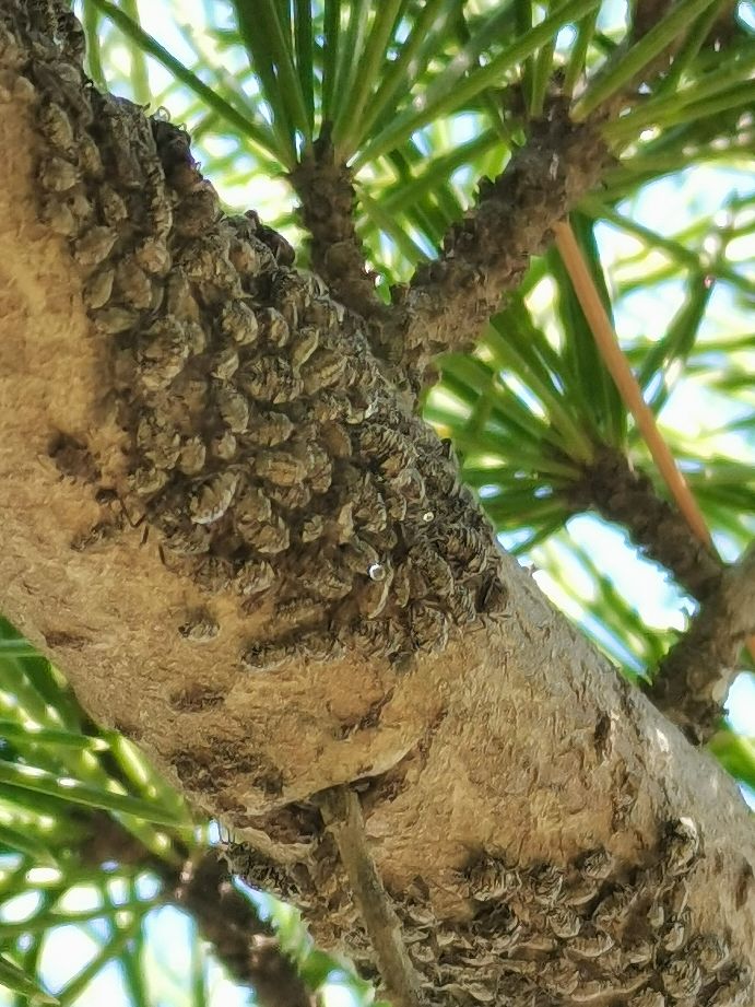 松大蚜防治药剂,松大蚜打药几小时能死掉