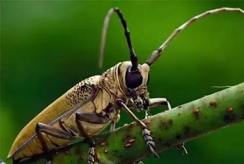 夏季大棚辣椒病虫害防治技术,夏季柑橘病虫害预测预报