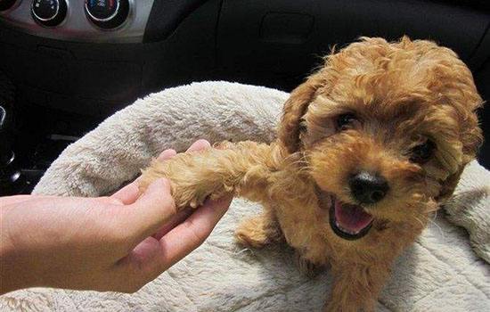 想让泰迪长得小可以少给它喂食吗,如何让泰迪乖乖听话