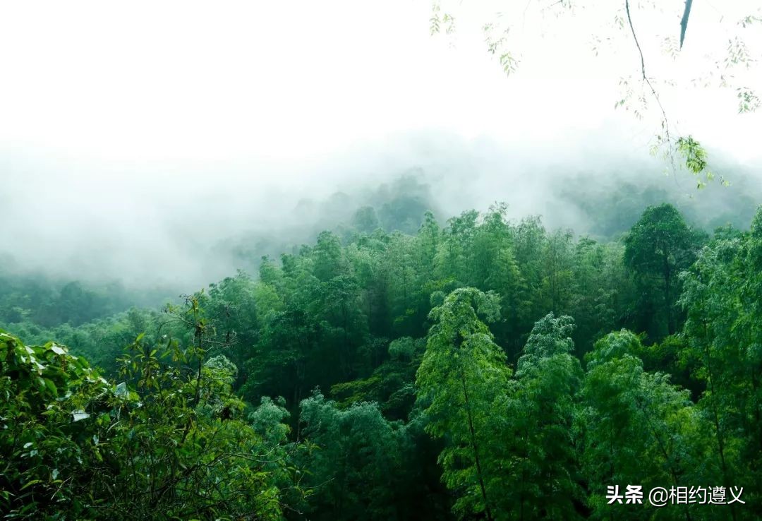 赤水大瀑布 侏罗纪公园 (贵州赤水侏罗纪公园攻略)