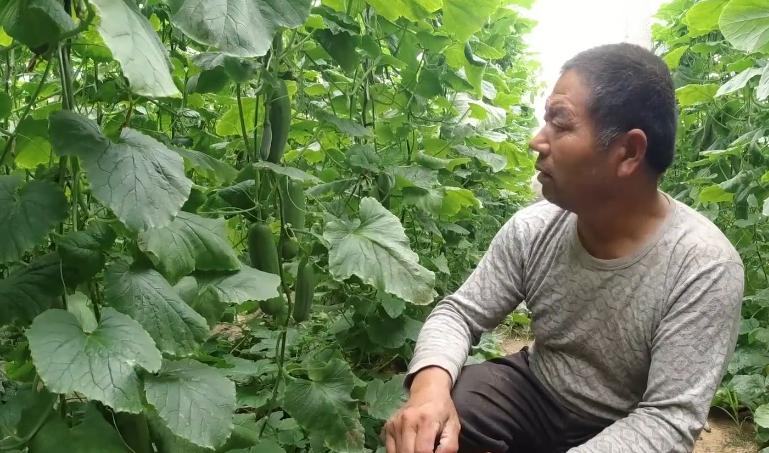 农家肥没少用，蔬菜产量还是低？农户的使用方法要正确