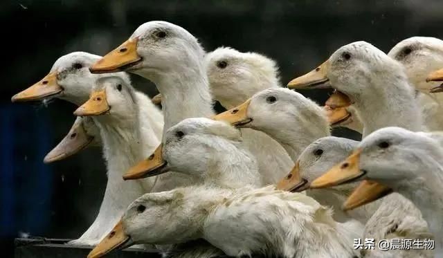 蛋鸭腹泻的应急处理技巧,蛋鸭拉稀是什么原因引起的