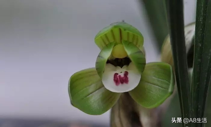 每日一品栏目,每日一品七律