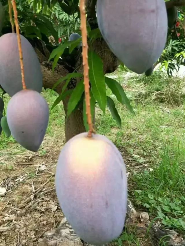 东南亚9大奇葩水果,第3个在中国是爆款!