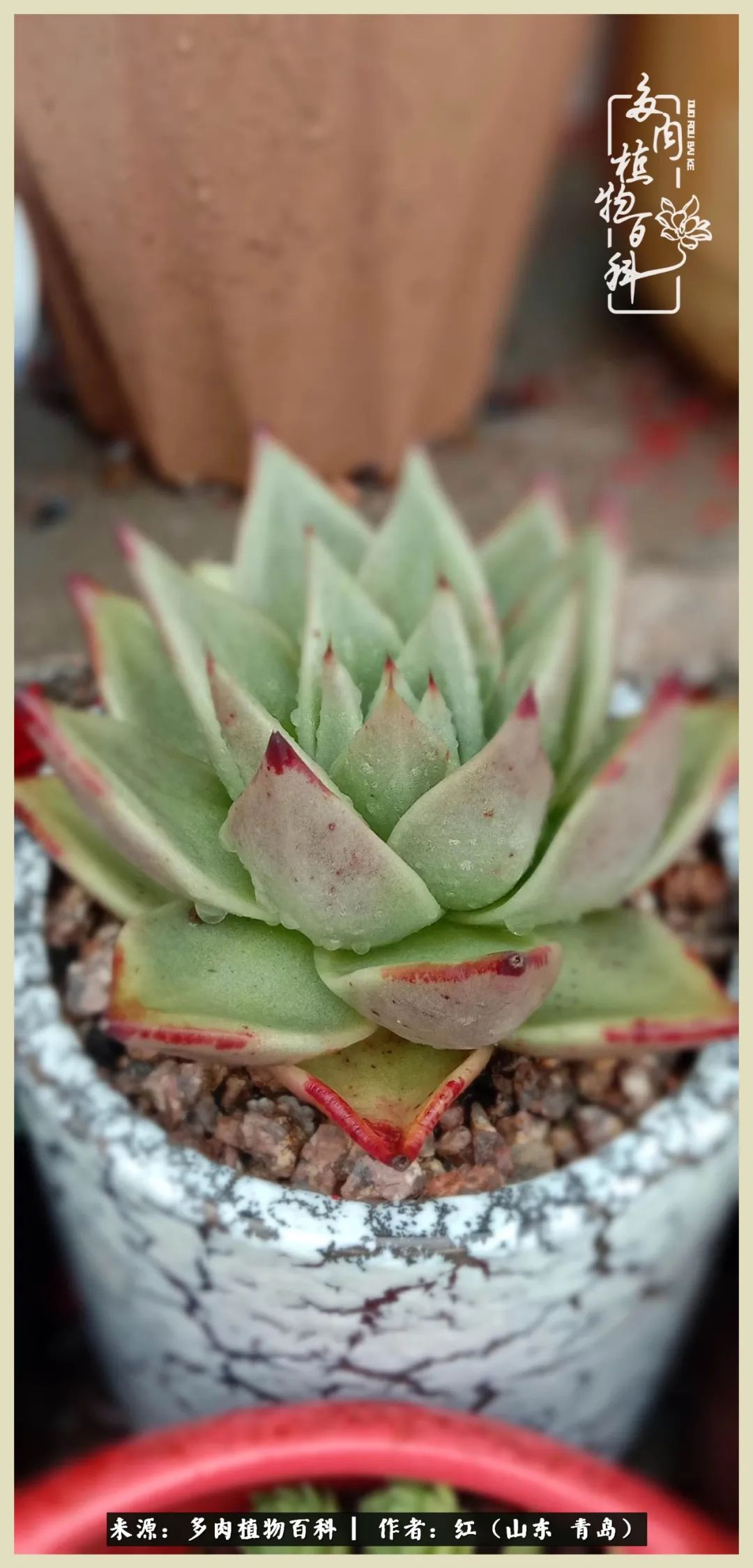 度夏多肉秋天发根,度夏坚强活下来的肉肉们