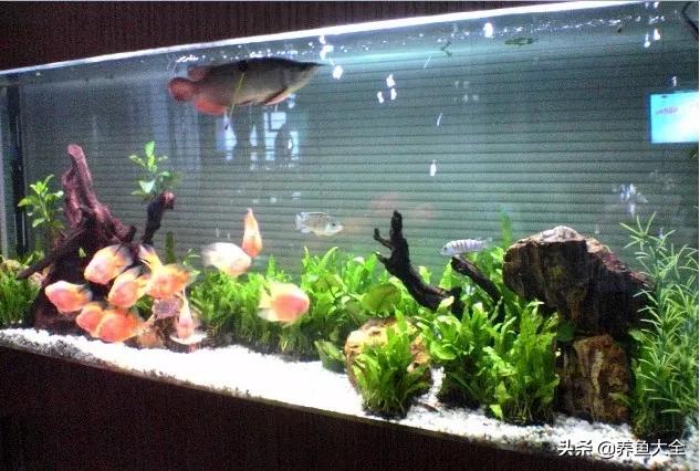 鱼缸水是清澈的但是有异味,孔雀鱼缸有异味怎么处理