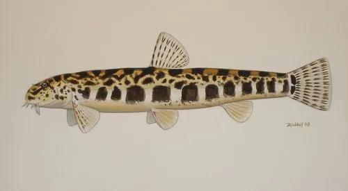 野生泥鳅品种图片大全大图,最大的泥鳅图片大全