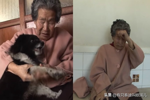 狗狗后腿瘸了给它坐了专属轮椅,狗狗瘸腿扶主人