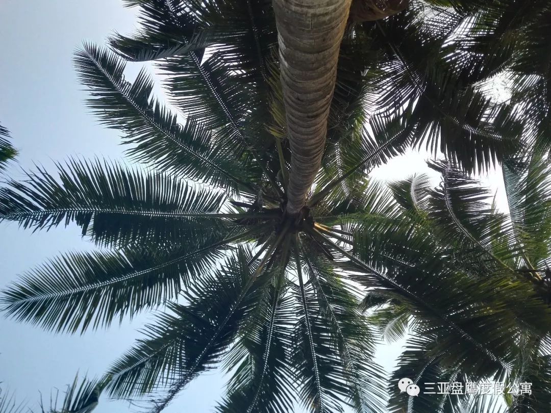 三亚最好的候鸟老年公寓排名,三亚冬季避寒养老公寓