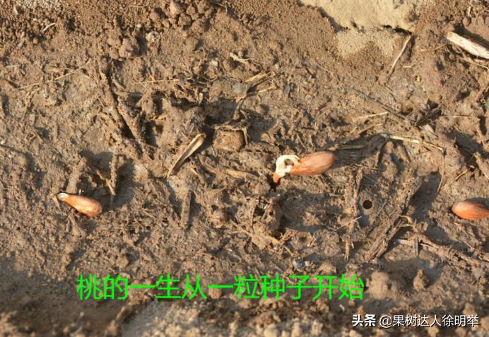 桃树种子播种繁殖的还需要嫁接吗,六月嫁接春季栽的小桃树可以吗